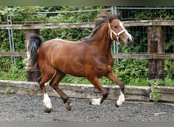 Welsh C (of Cob Type), Mare, 2 years, 13 hh, Brown