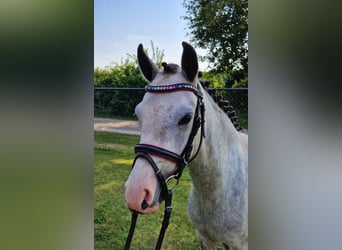 Welsh C (of Cob Type), Mare, 3 years, 12,2 hh, Gray