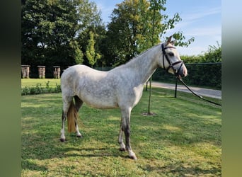 Welsh-C, Stute, 3 Jahre, 12,2 hh, Schimmel