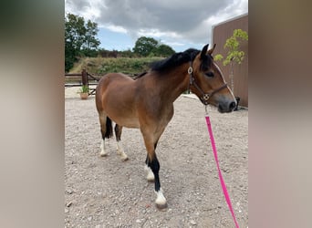 Welsh C (of Cob Type), Mare, 3 years, 12.3 hh, Brown-Light