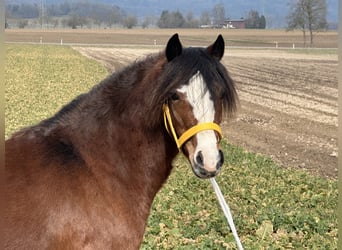 Welsh C (of Cob Type), Mare, 3 years, 12 hh, Brown