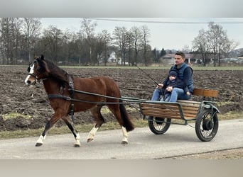 Welsh C (of Cob Type), Mare, 3 years, 12 hh, Brown