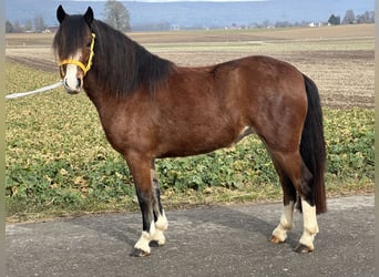 Welsh C (of Cob Type), Mare, 3 years, 12 hh, Brown