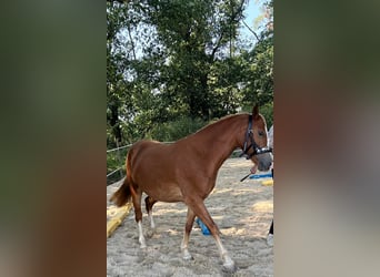 Welsh C (of Cob Type), Mare, 3 years, 13,3 hh, Chestnut-Red