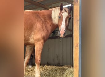 Welsh C (of Cob Type), Mare, 3 years, 13,3 hh, Chestnut-Red