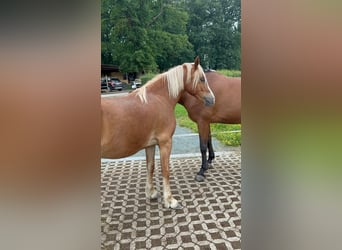 Welsh C (of Cob Type), Mare, 3 years, 13,3 hh, Chestnut-Red