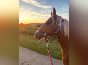 Welsh C (of Cob Type), Mare, 3 years, 13,3 hh, Chestnut-Red