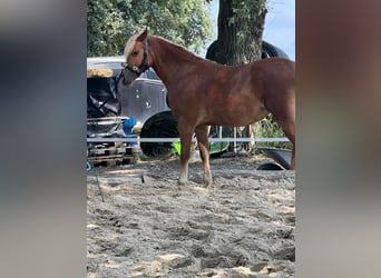 Welsh C (of Cob Type), Mare, 3 years, 13,3 hh, Chestnut-Red