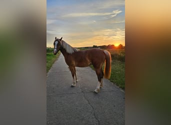 Welsh C (of Cob Type), Mare, 3 years, 13,3 hh, Chestnut-Red