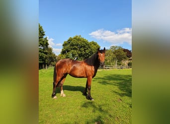 Welsh C (of Cob Type), Mare, 3 years, 13 hh, Brown