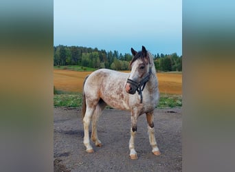 Welsh C (of Cob Type) Mix, Mare, 3 years, 14,1 hh, Sabino