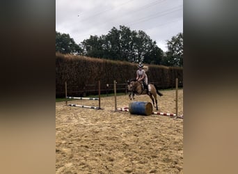 Welsh C (of Cob Type), Mare, 4 years, 13,1 hh, Buckskin