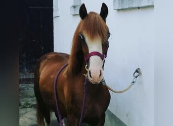 Welsh C (of Cob Type), Mare, 4 years, 13,1 hh, Chestnut-Red