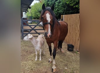 Welsh C (of Cob Type), Mare, 4 years, 13,2 hh, Bay