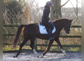 Welsh C (of Cob Type), Mare, 4 years, 14.1 hh, Chestnut