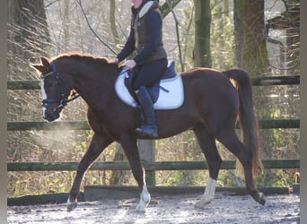 Welsh C (of Cob Type), Mare, 4 years, 14.1 hh, Chestnut