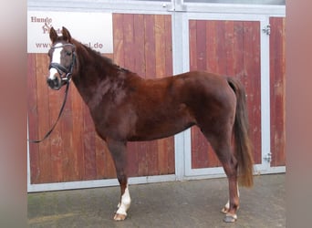 Welsh C (of Cob Type), Mare, 4 years, 14.1 hh, Chestnut