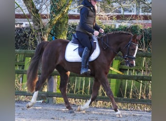 Welsh C (of Cob Type), Mare, 4 years, 14.1 hh, Chestnut