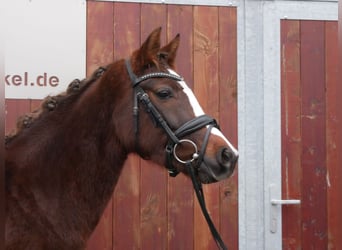 Welsh C (of Cob Type), Mare, 4 years, 14.1 hh, Chestnut