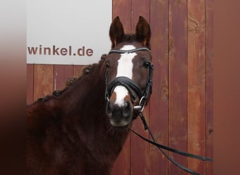 Welsh C (of Cob Type), Mare, 4 years, 14.1 hh, Chestnut