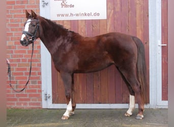 Welsh C (of Cob Type), Mare, 4 years, 14.1 hh, Chestnut