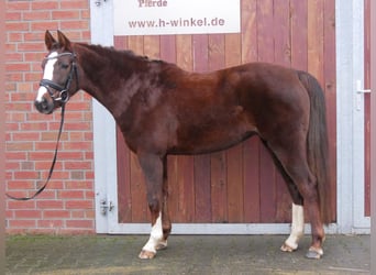 Welsh C (of Cob Type), Mare, 4 years, 14.1 hh, Chestnut