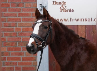 Welsh C (of Cob Type), Mare, 4 years, 14.1 hh, Chestnut