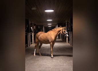 Welsh C (of Cob Type), Mare, 5 years, 11,1 hh, Chestnut-Red