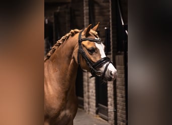 Welsh C (of Cob Type), Mare, 5 years, 11,1 hh, Chestnut-Red