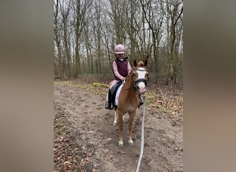 Welsh C (of Cob Type), Mare, 5 years, 11,1 hh, Chestnut-Red