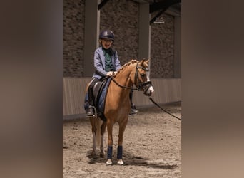 Welsh C (of Cob Type), Mare, 5 years, 11,1 hh, Chestnut-Red