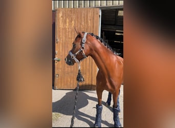 Welsh C (of Cob Type), Mare, 5 years, 13,2 hh