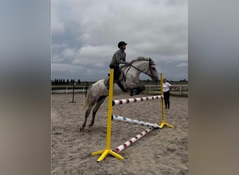 Welsh C (of Cob Type) Mix, Mare, 6 years, 13,3 hh, Gray