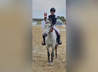 Welsh C (of Cob Type) Mix, Mare, 6 years, 13,3 hh, Gray