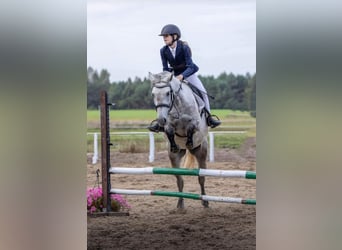 Welsh C (of Cob Type) Mix, Mare, 6 years, 13,3 hh, Gray