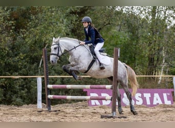 Welsh C (of Cob Type) Mix, Mare, 6 years, 13,3 hh, Gray