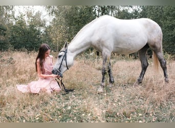 Welsh C (of Cob Type) Mix, Mare, 6 years, 13,3 hh, Gray