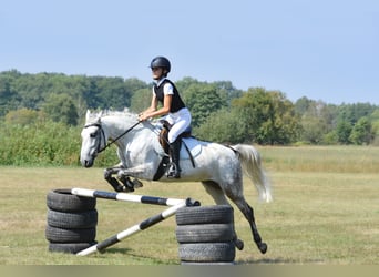 Welsh C (of Cob Type) Mix, Mare, 6 years, 13,3 hh, Gray