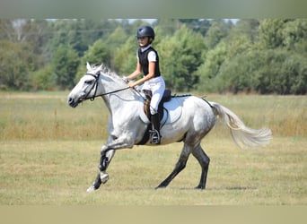 Welsh C (of Cob Type) Mix, Mare, 6 years, 13,3 hh, Gray