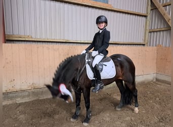 Welsh C (of Cob Type), Mare, 7 years, 12,2 hh, Bay-Dark