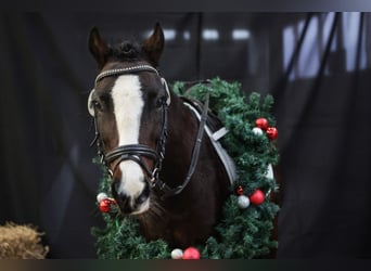 Welsh C (of Cob Type), Mare, 7 years, 12,2 hh, Bay-Dark