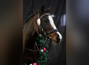 Welsh C (of Cob Type), Mare, 7 years, 12,2 hh, Bay-Dark