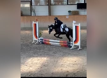 Welsh C (of Cob Type), Mare, 7 years, 12,2 hh, Bay-Dark