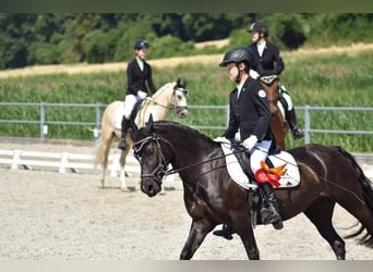 Welsh C (of Cob Type), Mare, 7 years, 12.3 hh, Black
