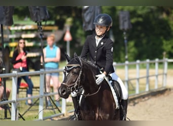 Welsh C (of Cob Type), Mare, 7 years, 12.3 hh, Black
