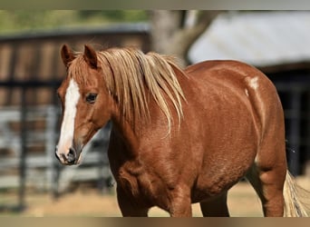 Welsh C (of Cob Type) Mix, Mare, 7 years, 12.3 hh, Sorrel