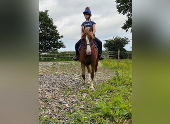 Welsh C (of Cob Type), Mare, 7 years, 13.1 hh, Chestnut