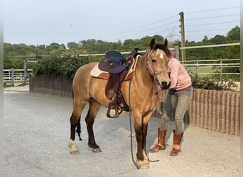 Welsh C (of Cob Type), Mare, 7 years, 13.1 hh, Dun