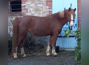 Welsh C (of Cob Type), Mare, 7 years, 13 hh, Chestnut