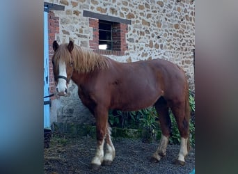 Welsh C (of Cob Type), Mare, 7 years, 13 hh, Chestnut